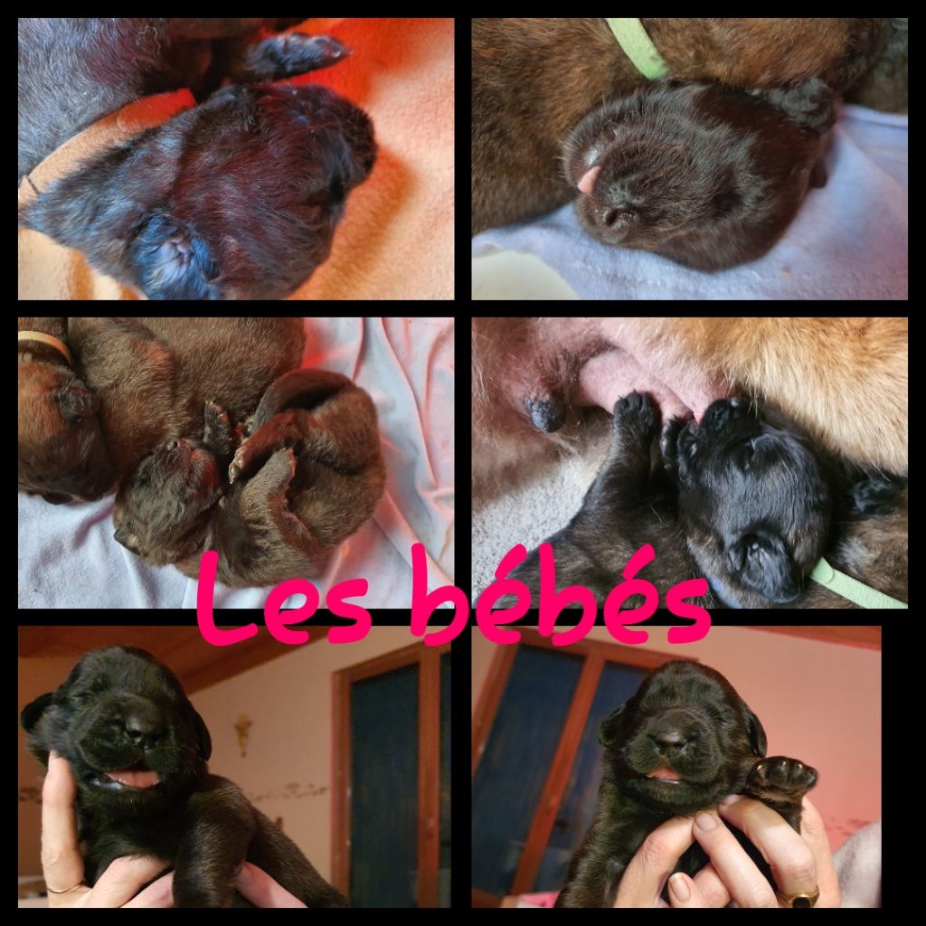 Du Pas Du Cerf - Les bébés ont 1 semaine