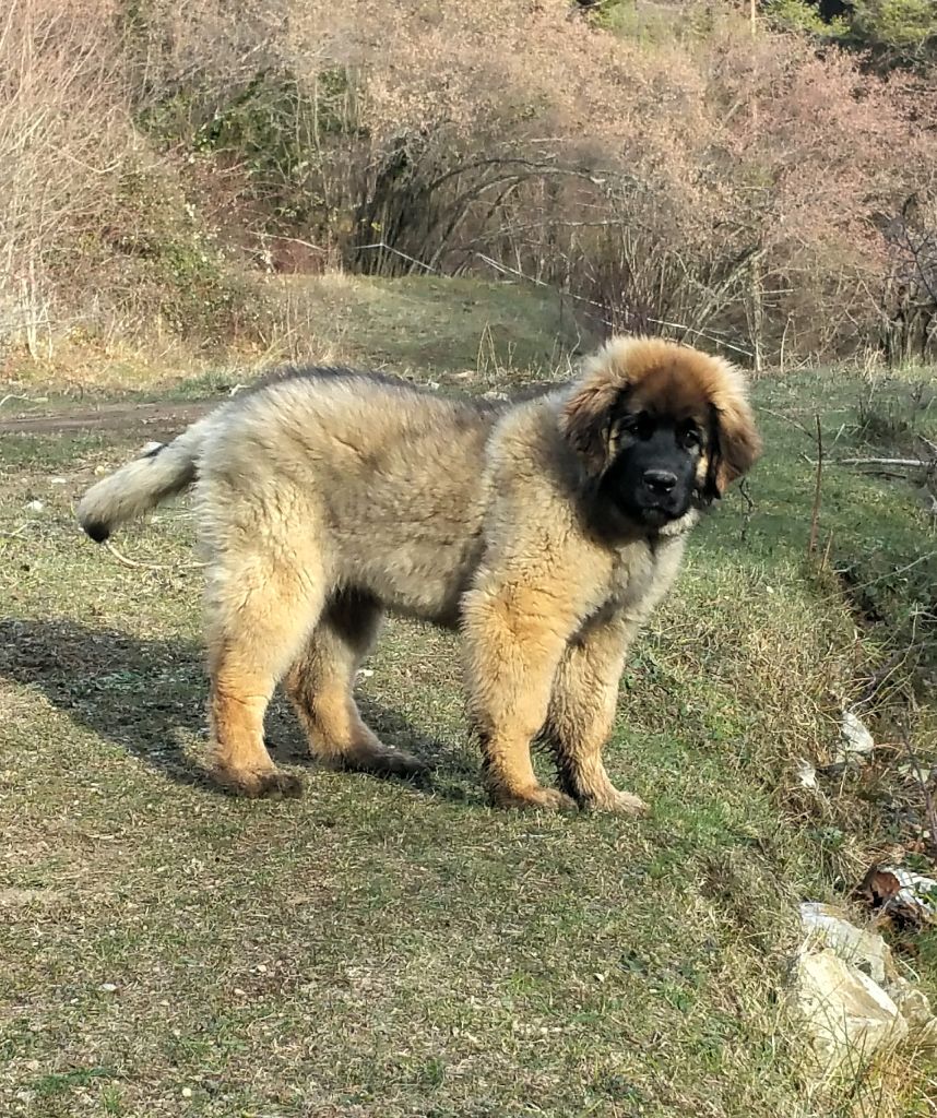 Norma jeane'h montdenali Du Pas Du Cerf