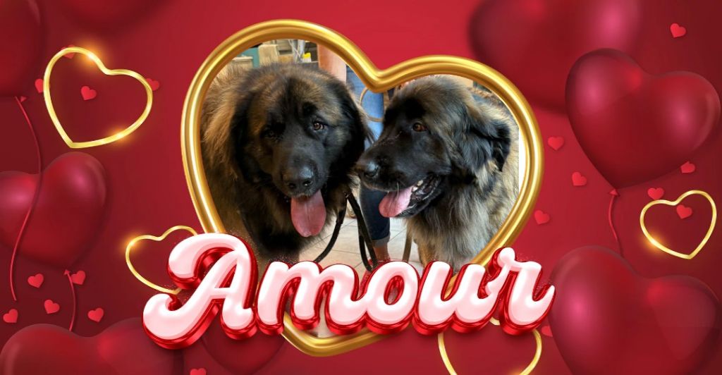 Le mariage de ma Ruby et du beau Thor 