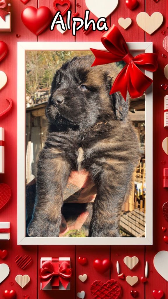 Du Pas Du Cerf - Chiots disponibles - Leonberger