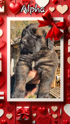 Alpha collier bleu clair