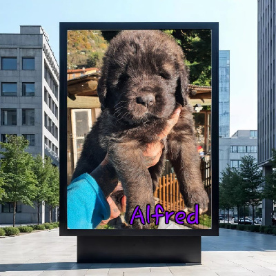 Alfred collier violet