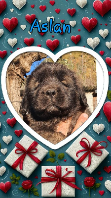 Aslan collier turquoise